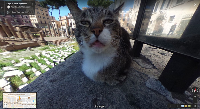 30 Best Accidentally Taken Animal Pics By Google Street View