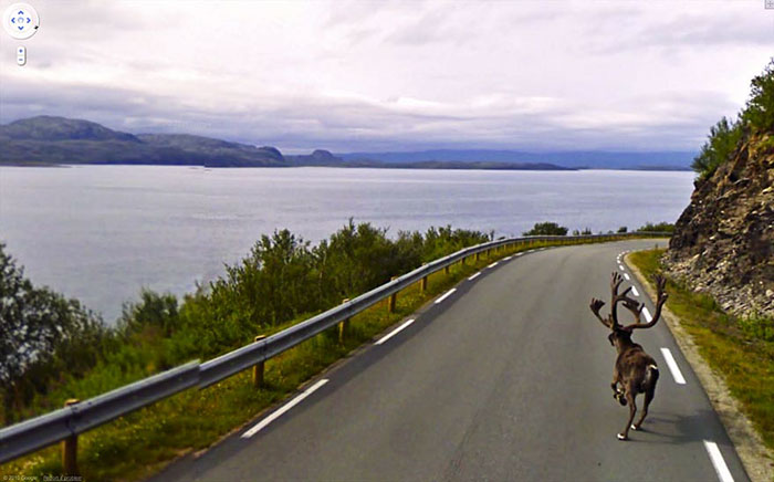 30 Best Accidentally Taken Animal Pics By Google Street View