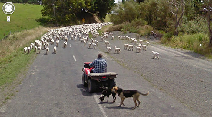 30 Best Accidentally Taken Animal Pics By Google Street View