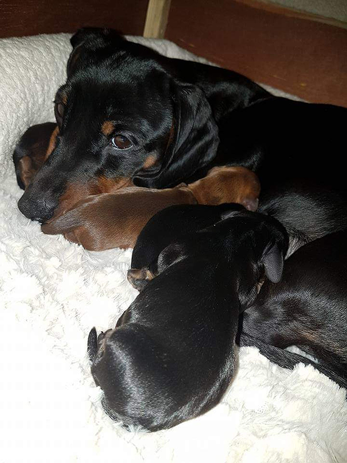 This Teenager Got A Perfect Shot Of His 16 Dachshunds After A Friend Told Him It’s Impawsible This Teenager Got A Perfect Shot Of His 16 Dachshunds After A Friend Told Him It’s Impawsible
