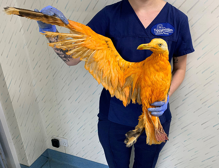 People Rescue ‘Exotic’ Bird That Couldn’t Fly, Turns Out It’s A Seagull Covered In Curry People Rescue ‘Exotic’ Bird That Couldn’t Fly, Turns Out It’s A Seagull Covered In Curry
