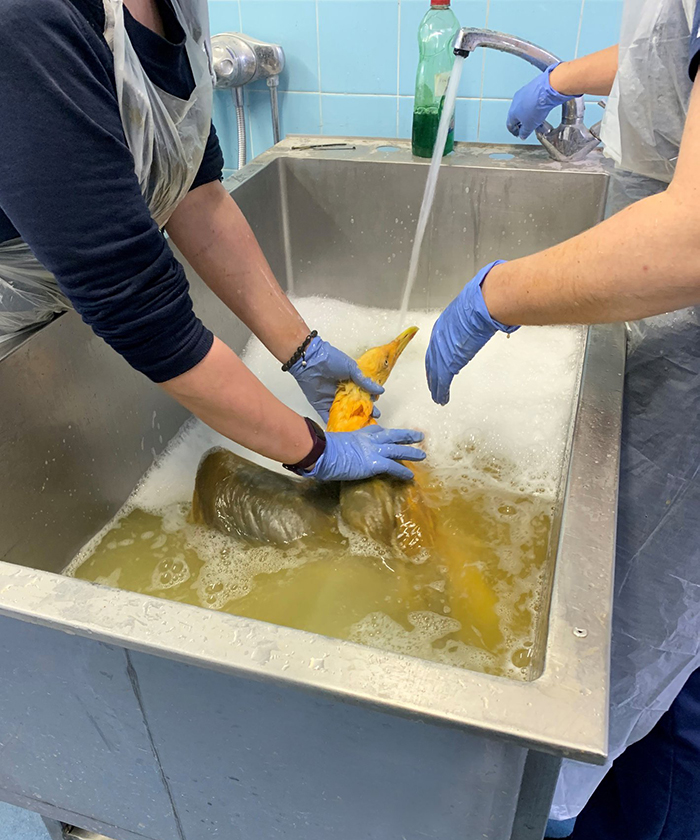 People Rescue ‘Exotic’ Bird That Couldn’t Fly, Turns Out It’s A Seagull Covered In Curry People Rescue ‘Exotic’ Bird That Couldn’t Fly, Turns Out It’s A Seagull Covered In Curry