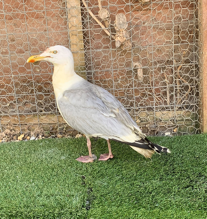 People Rescue ‘Exotic’ Bird That Couldn’t Fly, Turns Out It’s A Seagull Covered In Curry People Rescue ‘Exotic’ Bird That Couldn’t Fly, Turns Out It’s A Seagull Covered In Curry
