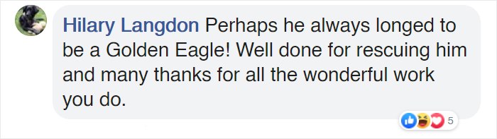 People Rescue ‘Exotic’ Bird That Couldn’t Fly, Turns Out It’s A Seagull Covered In Curry People Rescue ‘Exotic’ Bird That Couldn’t Fly, Turns Out It’s A Seagull Covered In Curry