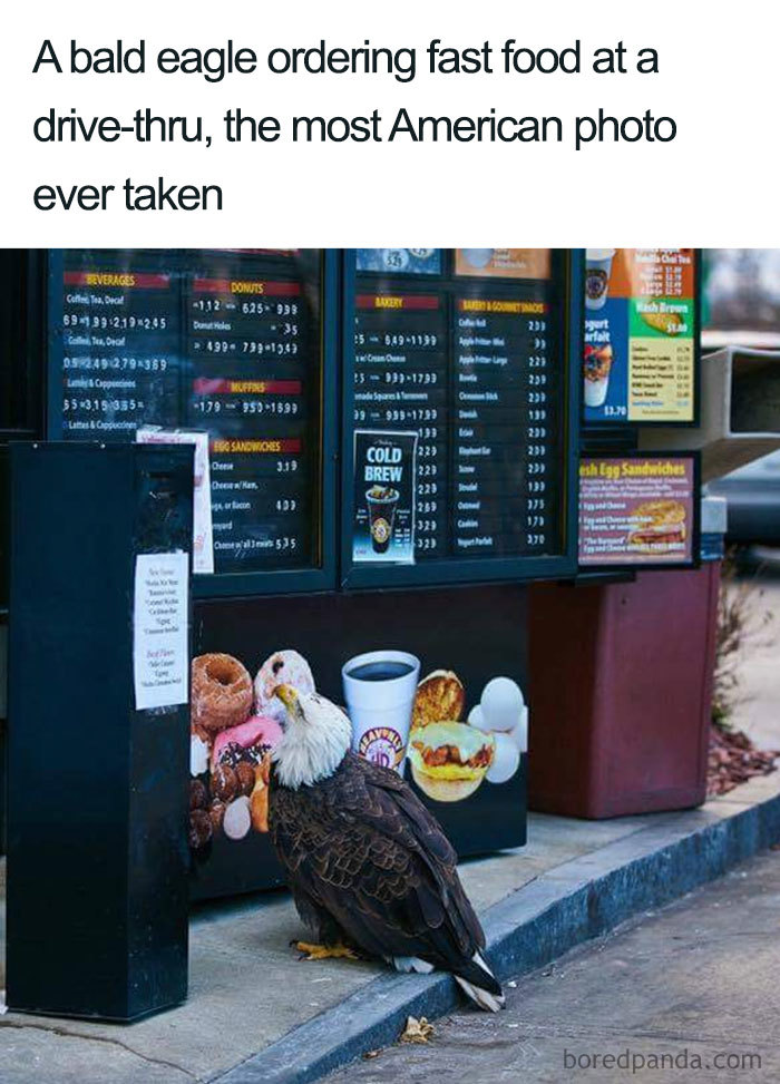 33 Funny 4th of July Memes To Crack You Off Like Fireworks 33 Funny 4th of July Memes To Crack You Off Like Fireworks