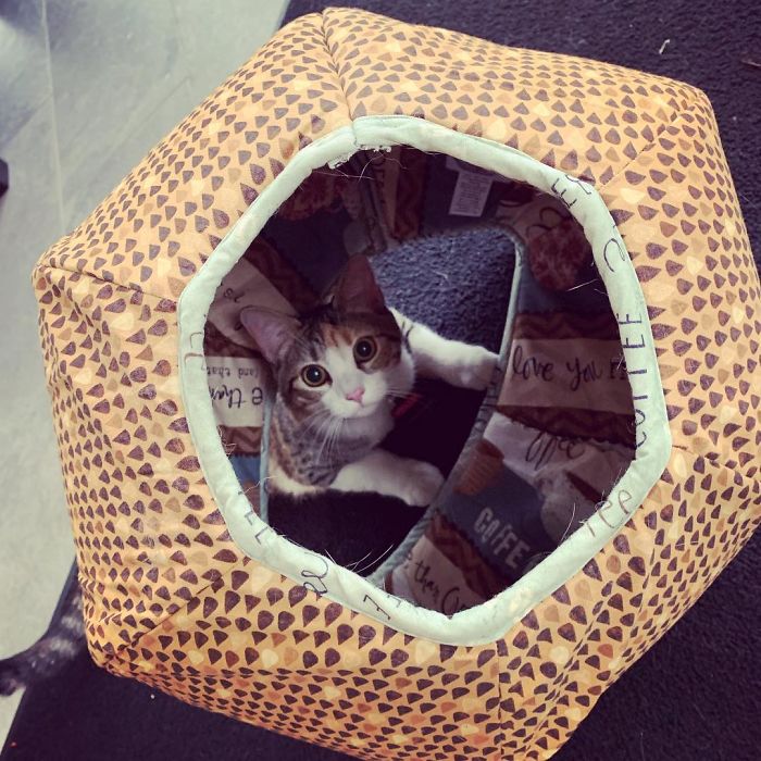 Company Adopts 2 Office Kittens, Debit And Credit, To Boost Employee Morale, Succeeds Perfectly (21 Pics) Company Adopts 2 Office Kittens, Debit And Credit, To Boost Employee Morale, Succeeds Perfectly (21 Pics)