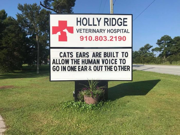 30 Of The Funniest Cat Jokes Vet Clinics Put Up On Their Signs 30 Of The Funniest Cat Jokes Vet Clinics Put Up On Their Signs