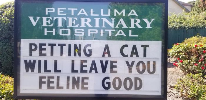 30 Of The Funniest Cat Jokes Vet Clinics Put Up On Their Signs 30 Of The Funniest Cat Jokes Vet Clinics Put Up On Their Signs