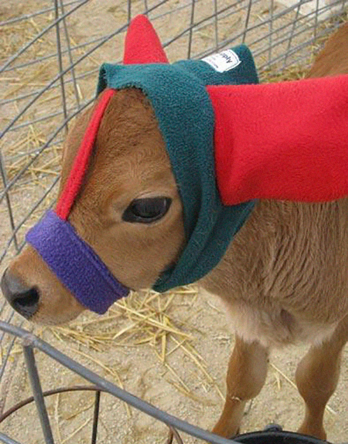 Turns Out, Farmers Are Protecting Their Calves From Frostbite With Earmuffs, And It’s Too Cute