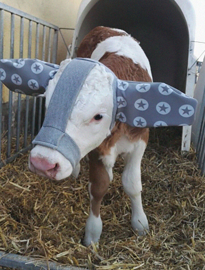 Turns Out, Farmers Are Protecting Their Calves From Frostbite With Earmuffs, And It’s Too Cute