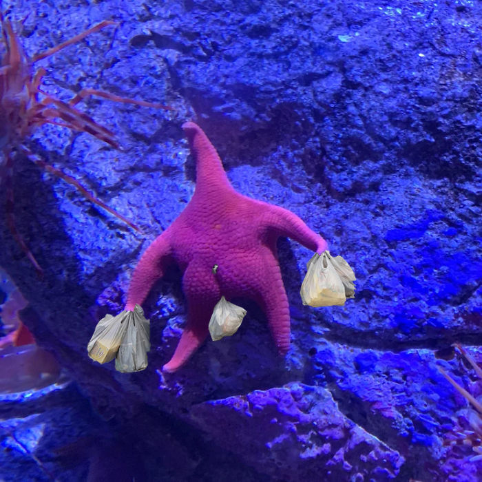 Someone Finds A Patrick-Lookalike Starfish At An Aquarium, Inspires A Funny PS Battle (20 Pics) Someone Finds A Patrick-Lookalike Starfish At An Aquarium, Inspires A Funny PS Battle (20 Pics)