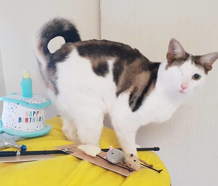 Rescue Kitty With 4 Ears And One Eye Escapes Misery After Finding His Forever Home Rescue Kitty With 4 Ears And One Eye Escapes Misery After Finding His Forever Home
