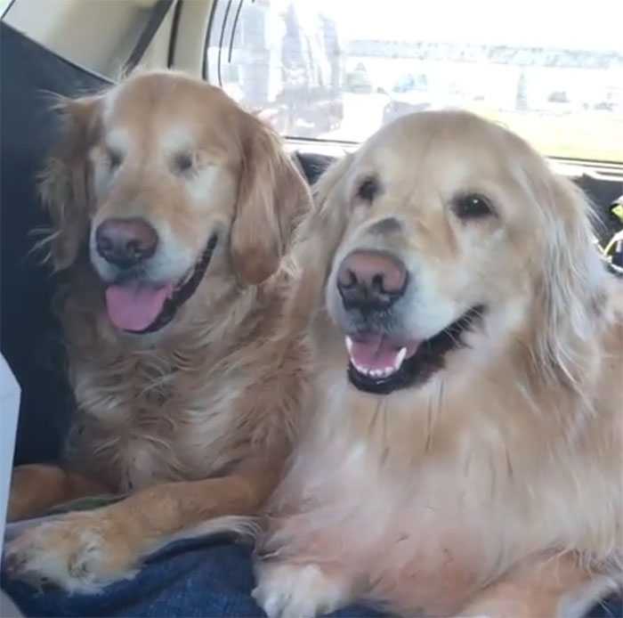 This Blind Golden Retriever And His Guide Dog Best Friend Are Warming People’s Hearts This Blind Golden Retriever And His Guide Dog Best Friend Are Warming People’s Hearts