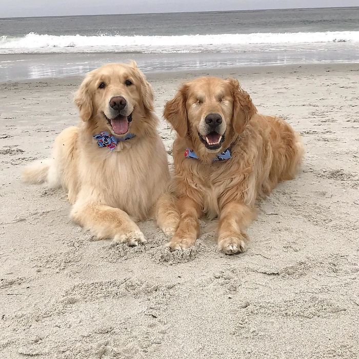 This Blind Golden Retriever And His Guide Dog Best Friend Are Warming People’s Hearts This Blind Golden Retriever And His Guide Dog Best Friend Are Warming People’s Hearts