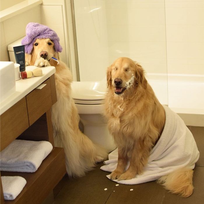 This Blind Golden Retriever And His Guide Dog Best Friend Are Warming People’s Hearts This Blind Golden Retriever And His Guide Dog Best Friend Are Warming People’s Hearts