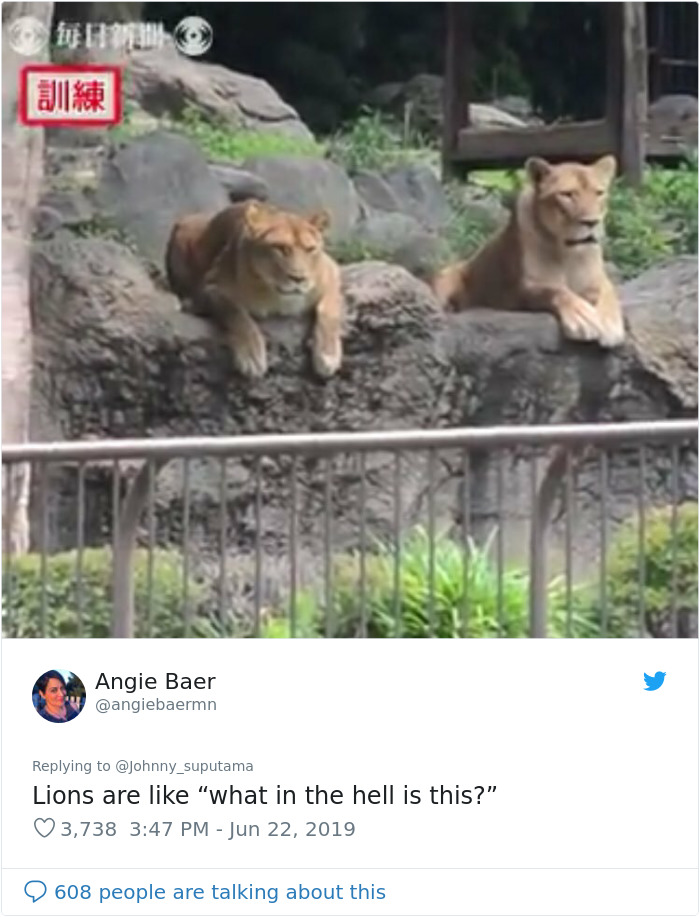 Japanese Zoo Escape Drill Goes Viral And People Are Laughing At The Real Lions’ Reaction Japanese Zoo Escape Drill Goes Viral And People Are Laughing At The Real Lions’ Reaction