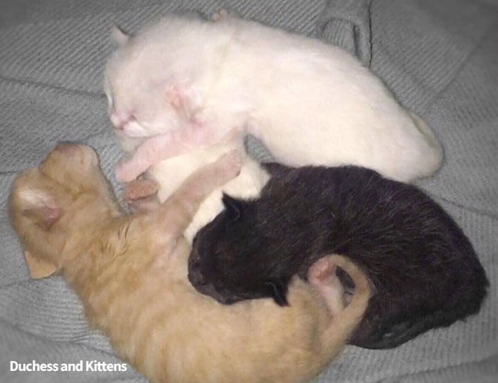 Owners Named Their Cat Duchess And Then She Gave Birth To All Of “The Aristocats” Cast Owners Named Their Cat Duchess And Then She Gave Birth To All Of “The Aristocats” Cast