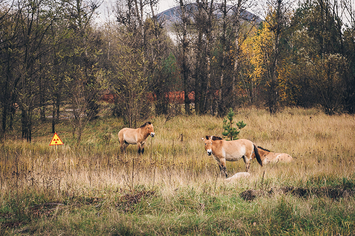 30 Photos Of Nature Winning The Battle Against Civilization In The Exclusion Zone Around Chernobyl 30 Photos Of Nature Winning The Battle Against Civilization In The Exclusion Zone Around Chernobyl