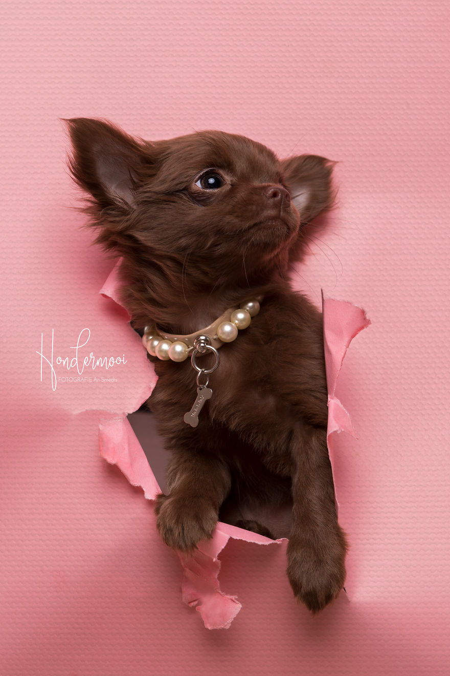 I Took Pictures Of Dogs Posing Through Torn Paper In My Studio (10 Pics) I Took Pictures Of Dogs Posing Through Torn Paper In My Studio (10 Pics)