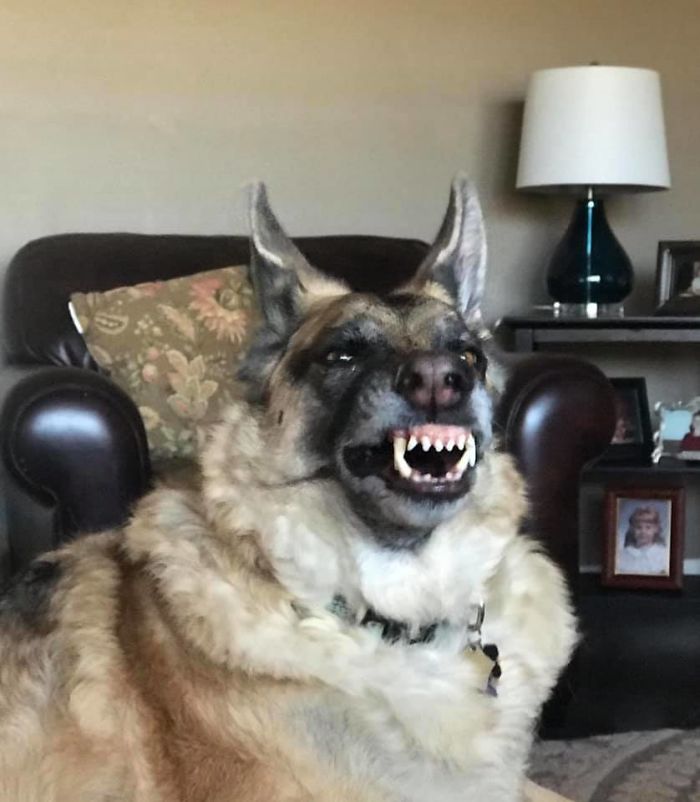 We Asked People To Share The Ugliest Photos Of Their Pets And It’s Hilarious (30 Pics) We Asked People To Share The Ugliest Photos Of Their Pets And It’s Hilarious (30 Pics)