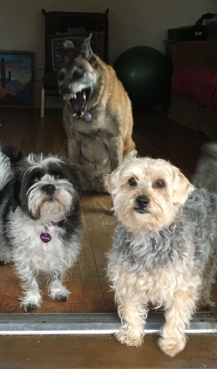 We Asked People To Share The Ugliest Photos Of Their Pets And It’s Hilarious (30 Pics) We Asked People To Share The Ugliest Photos Of Their Pets And It’s Hilarious (30 Pics)