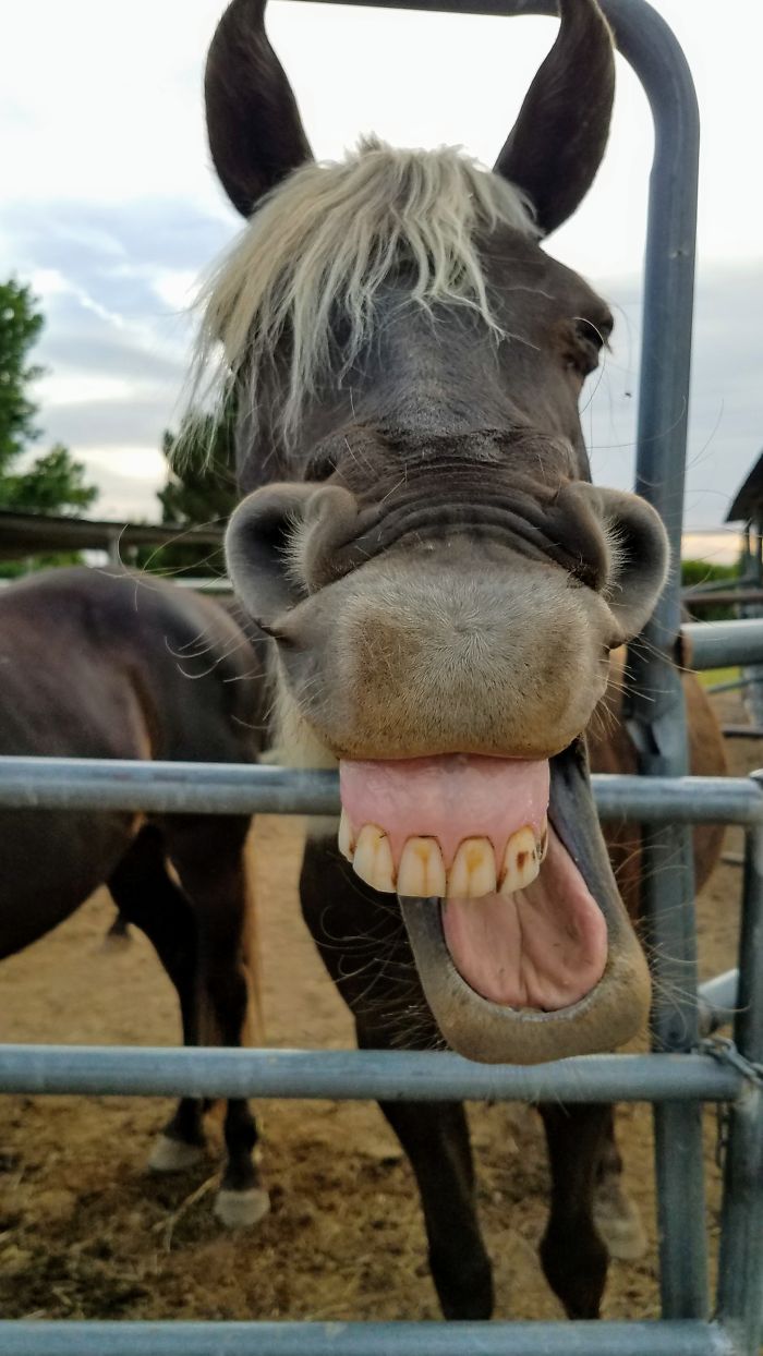 We Asked People To Share The Ugliest Photos Of Their Pets And It’s Hilarious (30 Pics) We Asked People To Share The Ugliest Photos Of Their Pets And It’s Hilarious (30 Pics)