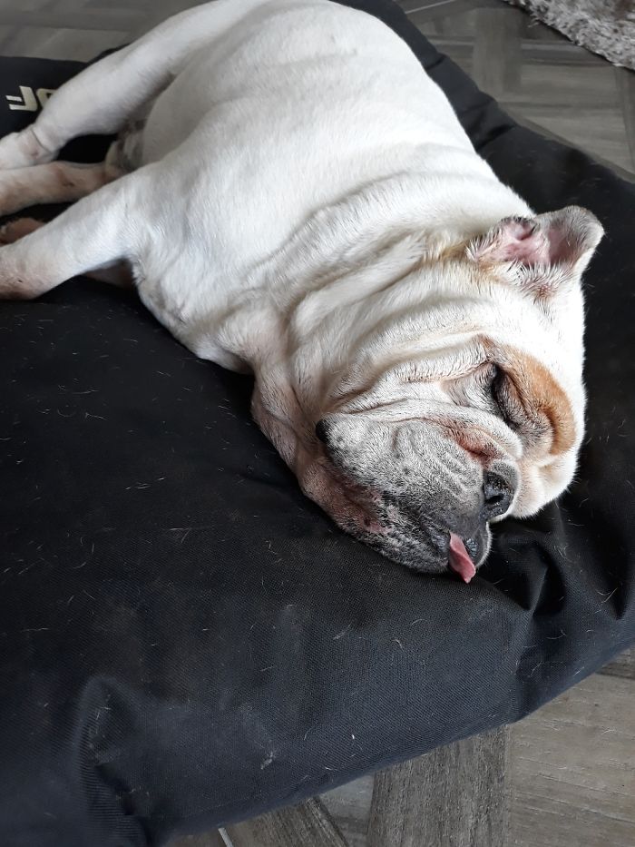 We Asked People To Share The Ugliest Photos Of Their Pets And It’s Hilarious (30 Pics) We Asked People To Share The Ugliest Photos Of Their Pets And It’s Hilarious (30 Pics)