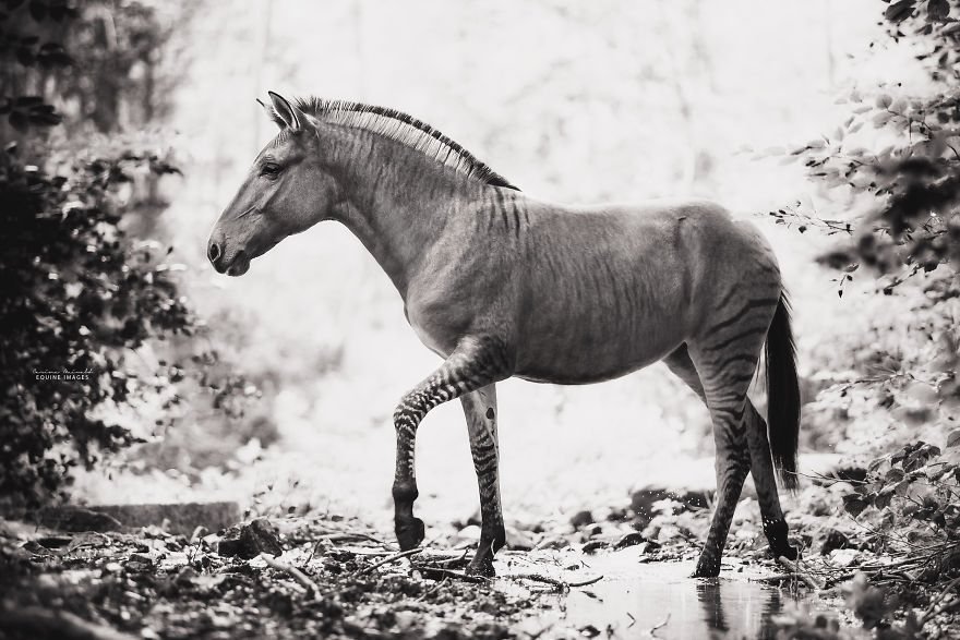 I Photographed A Zorse – The Hybrid Most People Don’t Think Exists (10 Photos) I Photographed A Zorse – The Hybrid Most People Don’t Think Exists (10 Photos)
