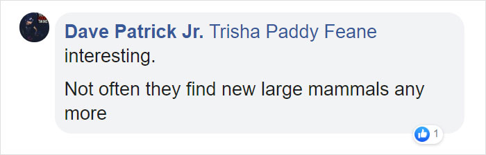 Scientists Discovered A New Cat-Fox Species Which Was Previously Believed To Be A Myth Scientists Discovered A New Cat-Fox Species Which Was Previously Believed To Be A Myth