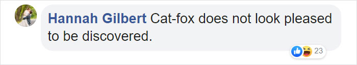 Scientists Discovered A New Cat-Fox Species Which Was Previously Believed To Be A Myth Scientists Discovered A New Cat-Fox Species Which Was Previously Believed To Be A Myth