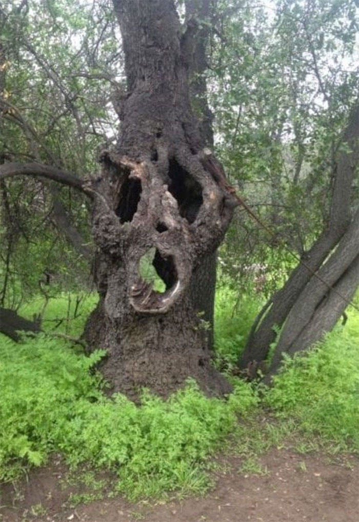 40 Times People Found Something Weird In The Woods And Just Had To Share 40 Times People Found Something Weird In The Woods And Just Had To Share