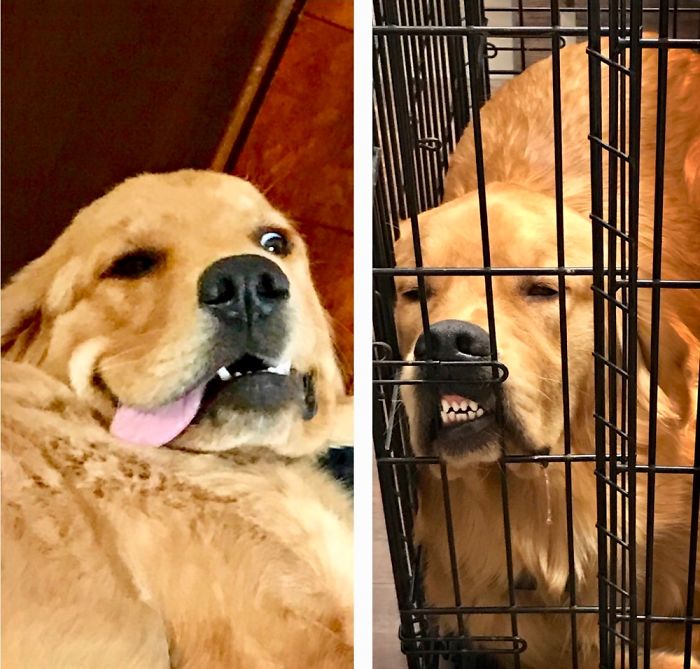 Hey Pandas, Share The Most Unflattering Pics Of Your Pets! Hey Pandas, Share The Most Unflattering Pics Of Your Pets!