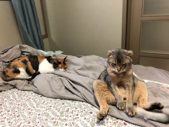 Hey Pandas, Share The Most Unflattering Pics Of Your Pets! Hey Pandas, Share The Most Unflattering Pics Of Your Pets!