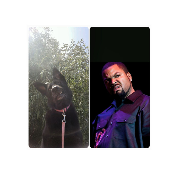 Hey Pandas, Share The Most Unflattering Pics Of Your Pets! Hey Pandas, Share The Most Unflattering Pics Of Your Pets!