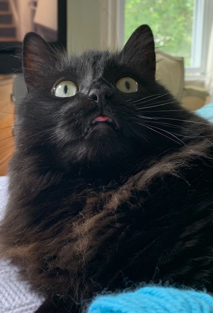 Hey Pandas, Share The Most Unflattering Pics Of Your Pets! Hey Pandas, Share The Most Unflattering Pics Of Your Pets!