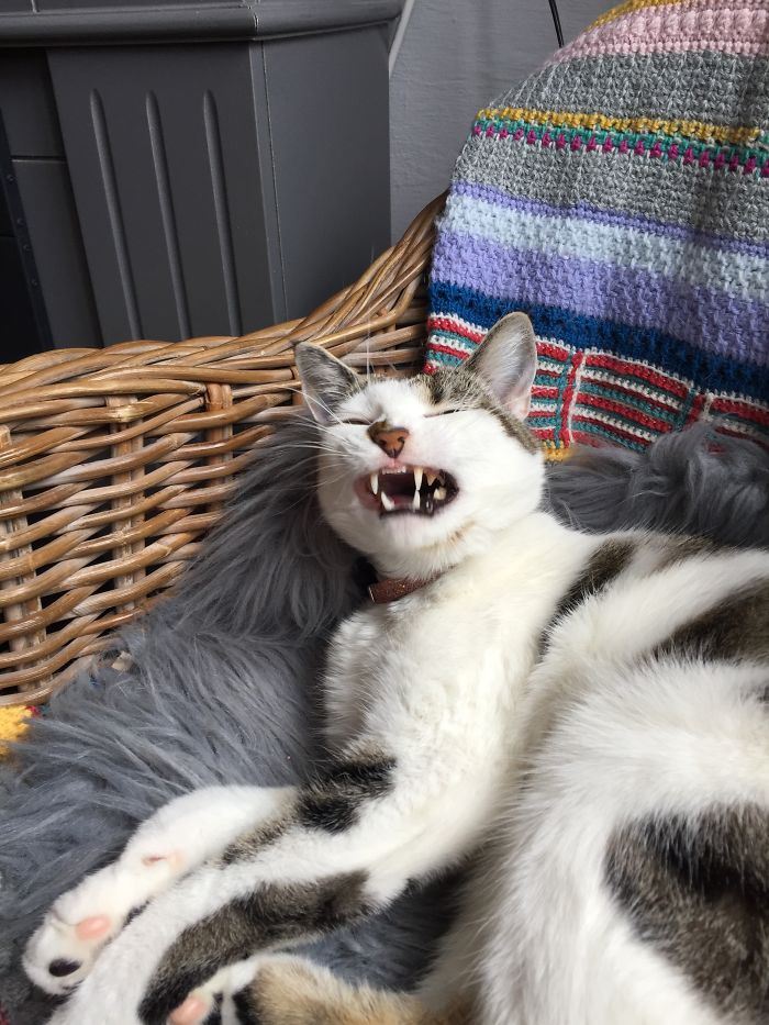 Hey Pandas, Share The Most Unflattering Pics Of Your Pets! Hey Pandas, Share The Most Unflattering Pics Of Your Pets!