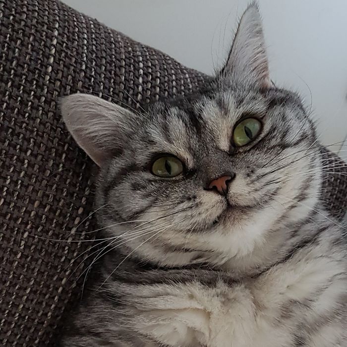 Hey Pandas, Share The Most Unflattering Pics Of Your Pets! Hey Pandas, Share The Most Unflattering Pics Of Your Pets!