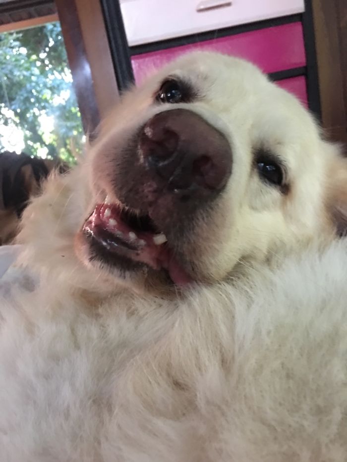 Hey Pandas, Share The Most Unflattering Pics Of Your Pets! Hey Pandas, Share The Most Unflattering Pics Of Your Pets!