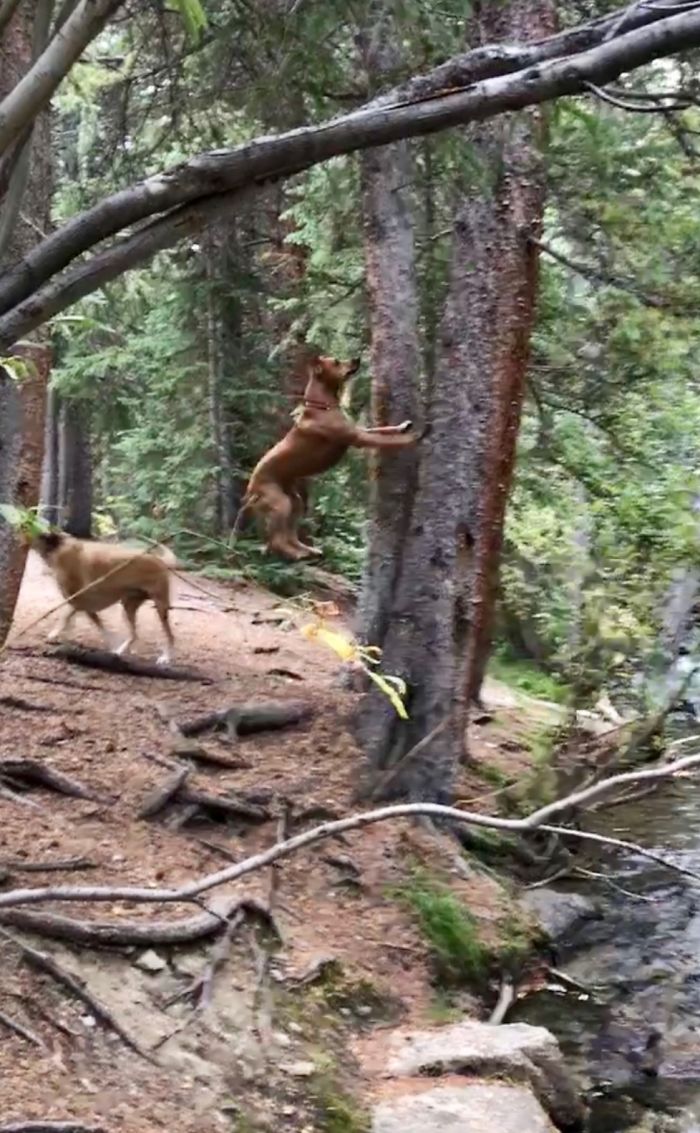 Hey Pandas, Share The Most Unflattering Pics Of Your Pets! Hey Pandas, Share The Most Unflattering Pics Of Your Pets!