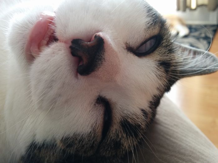 Hey Pandas, Share The Most Unflattering Pics Of Your Pets! Hey Pandas, Share The Most Unflattering Pics Of Your Pets!