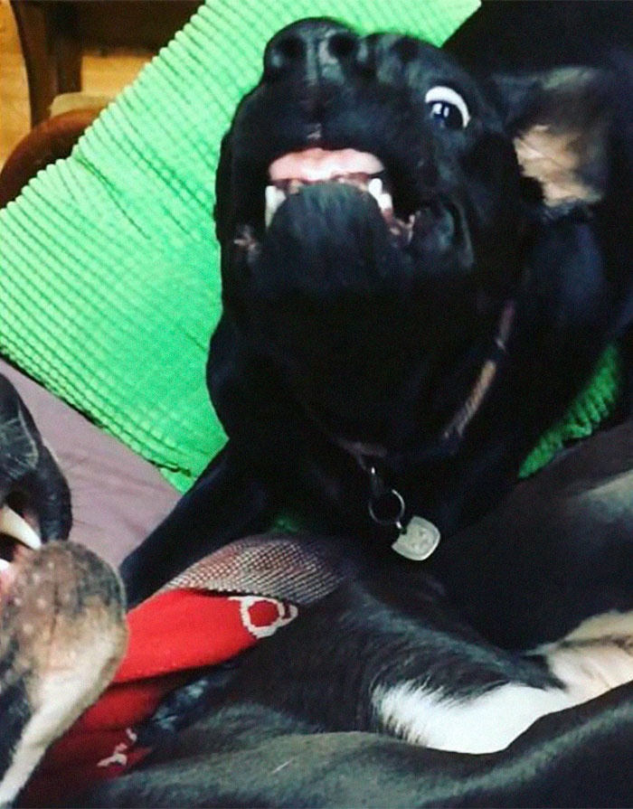 Hey Pandas, Share The Most Unflattering Pics Of Your Pets! Hey Pandas, Share The Most Unflattering Pics Of Your Pets!