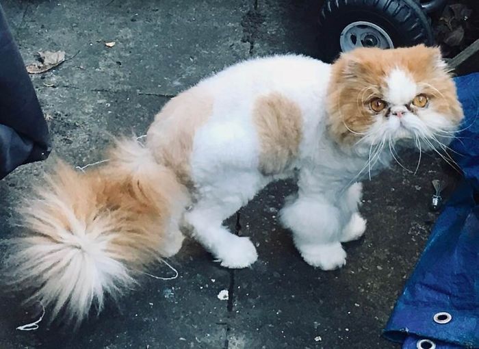 Hey Pandas, Share The Most Unflattering Pics Of Your Pets! Hey Pandas, Share The Most Unflattering Pics Of Your Pets!