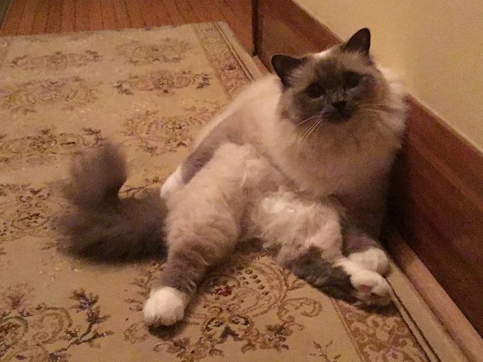 Hey Pandas, Share The Most Unflattering Pics Of Your Pets! Hey Pandas, Share The Most Unflattering Pics Of Your Pets!