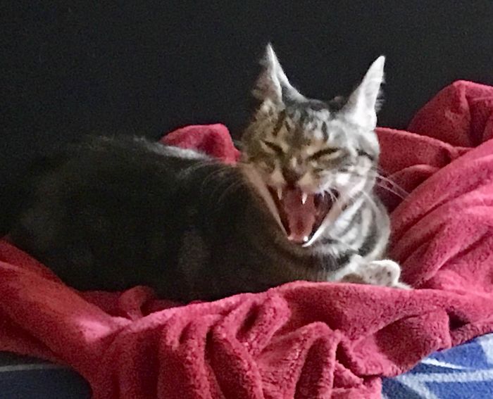 Hey Pandas, Share The Most Unflattering Pics Of Your Pets! Hey Pandas, Share The Most Unflattering Pics Of Your Pets!