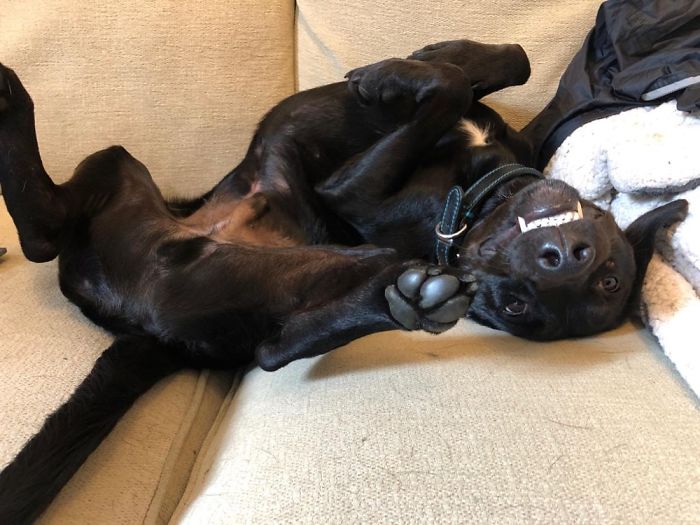 Hey Pandas, Share The Most Unflattering Pics Of Your Pets! Hey Pandas, Share The Most Unflattering Pics Of Your Pets!