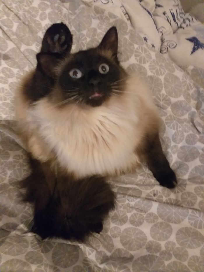 Hey Pandas, Share The Most Unflattering Pics Of Your Pets! Hey Pandas, Share The Most Unflattering Pics Of Your Pets!