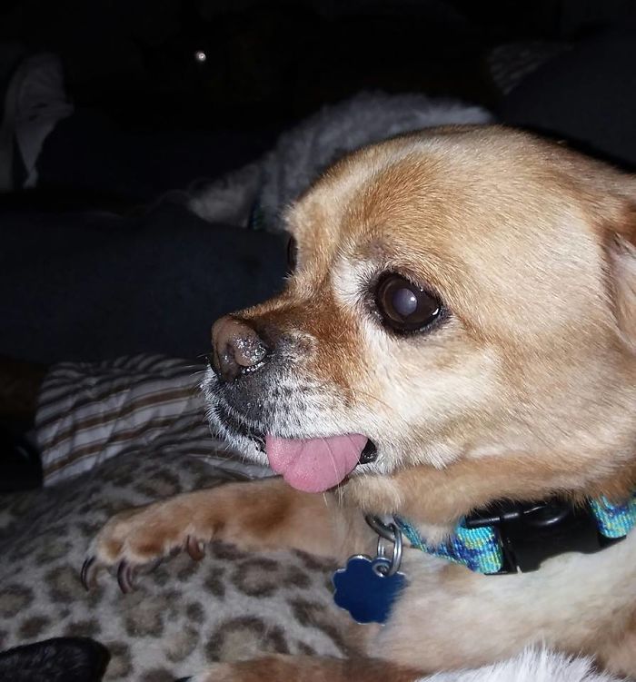 Hey Pandas, Share The Most Unflattering Pics Of Your Pets! Hey Pandas, Share The Most Unflattering Pics Of Your Pets!