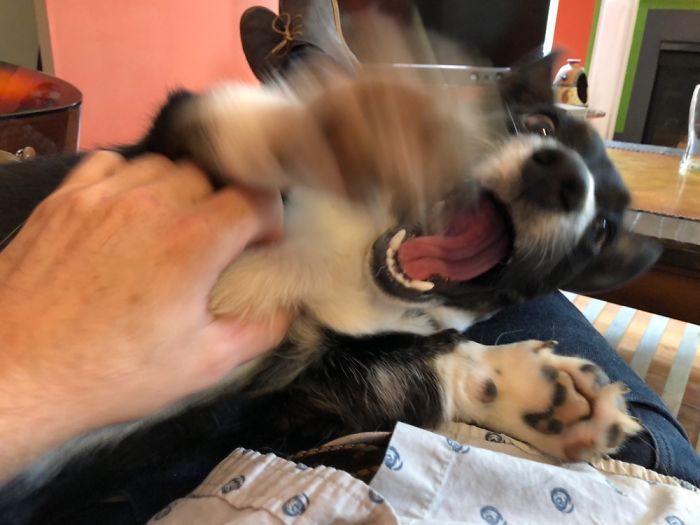 Hey Pandas, Share The Most Unflattering Pics Of Your Pets! Hey Pandas, Share The Most Unflattering Pics Of Your Pets!