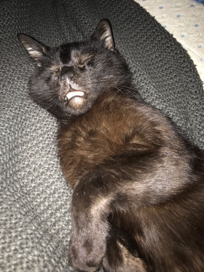 Hey Pandas, Share The Most Unflattering Pics Of Your Pets! Hey Pandas, Share The Most Unflattering Pics Of Your Pets!