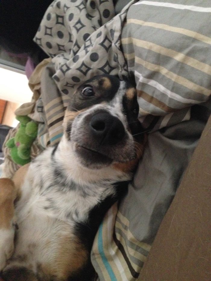 Hey Pandas, Share The Most Unflattering Pics Of Your Pets! Hey Pandas, Share The Most Unflattering Pics Of Your Pets!